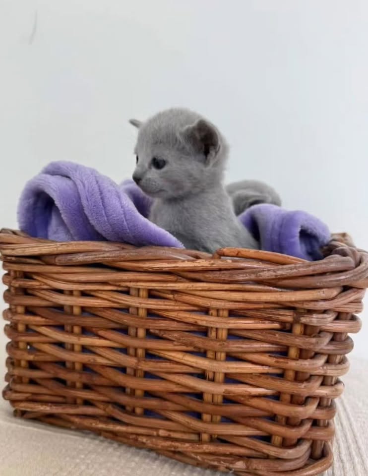 Russian Blue kitten in a wicker basket
