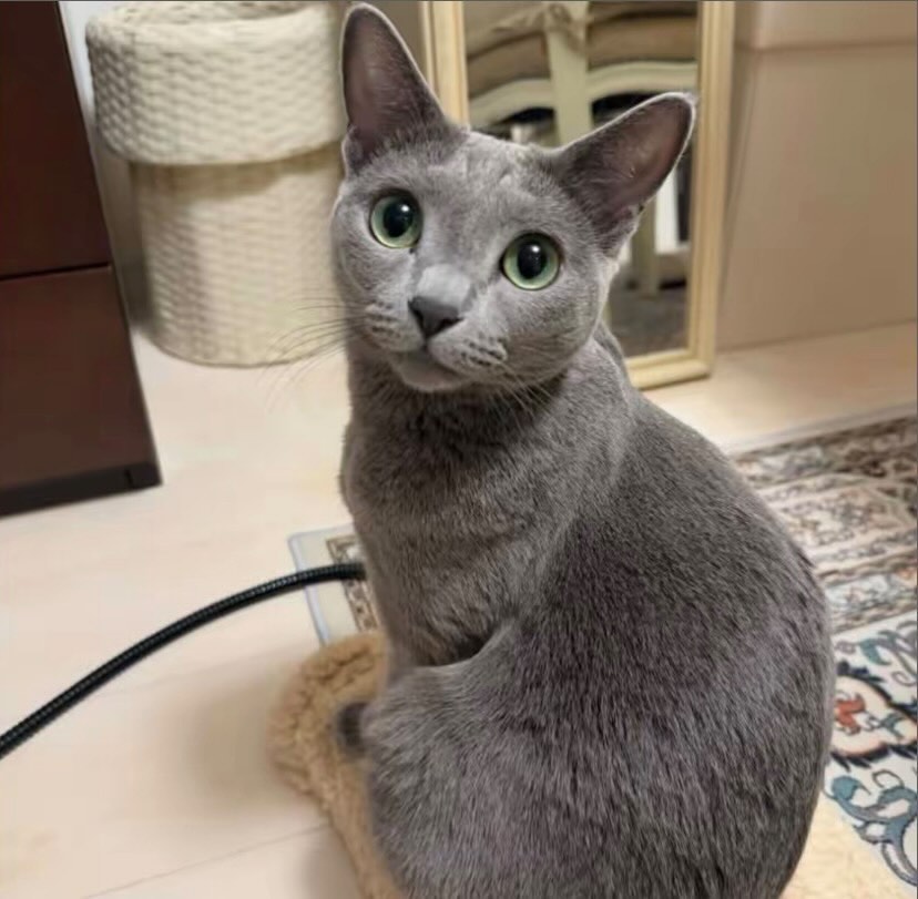 Adult Russian Blue with vivid green eyes
