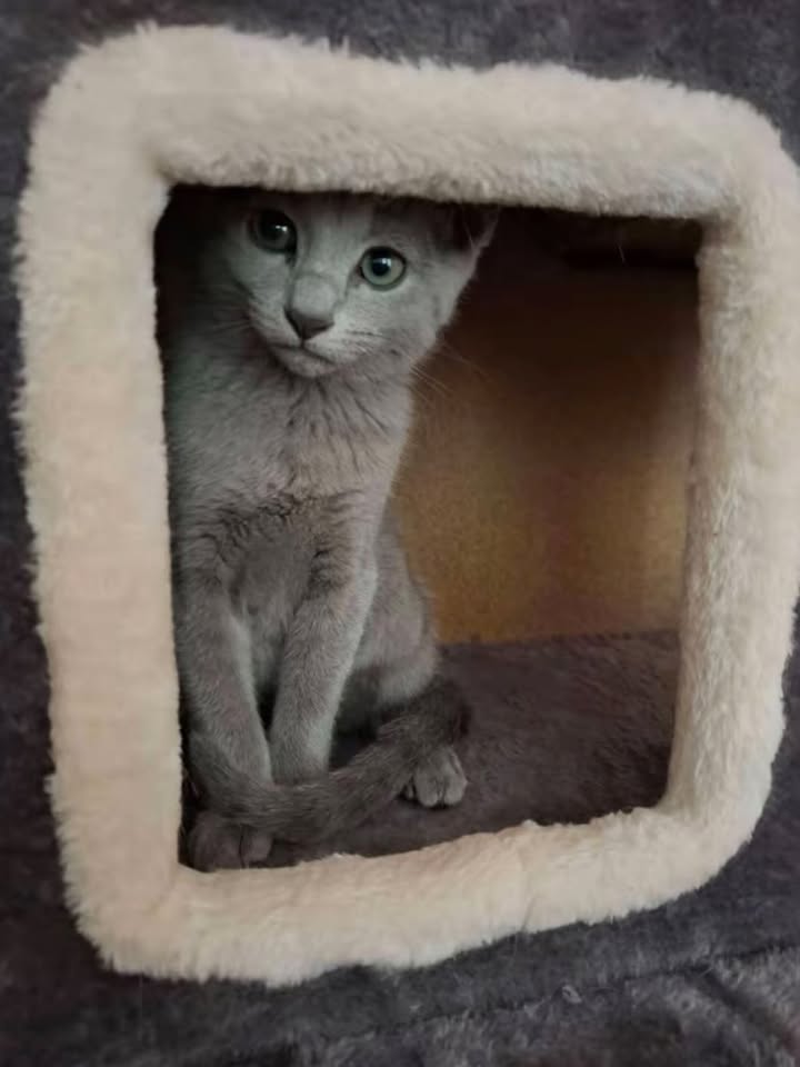 Russian Blue sitting inside a soft cat cube