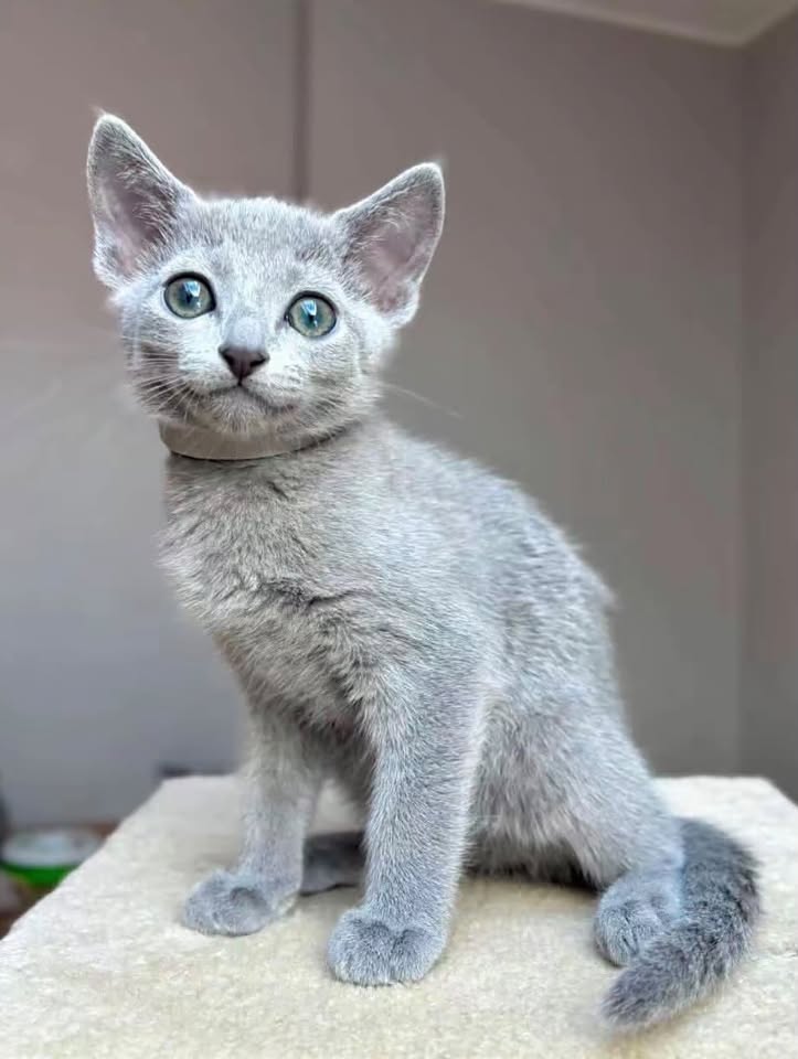 Silver Russian Blue kitten on a cat tree