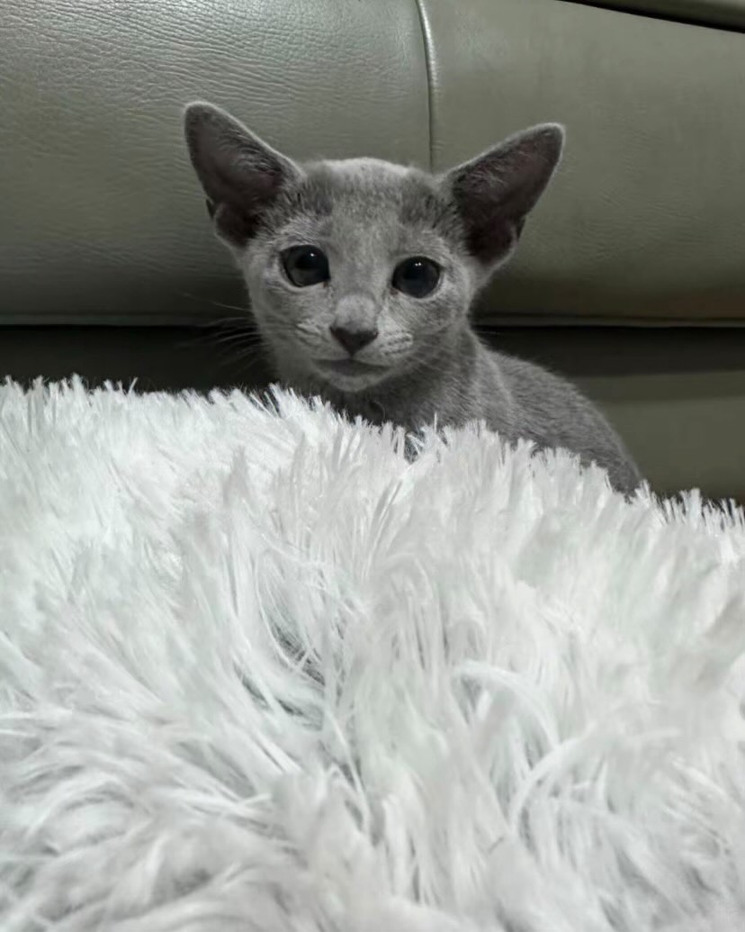 Russian Blue kitten peeking over a white fur blanket