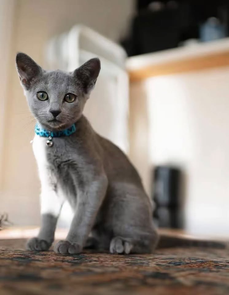 Russian Blue kitten wearing a blue collar